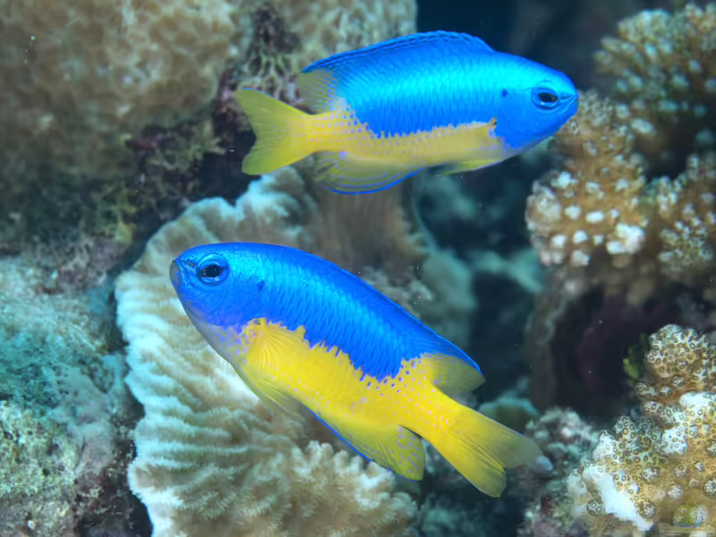 Pomacentrus auriventris im Aquarium halten (Einrichtungsbeispiele mit Goldbauch-Demoiselle)