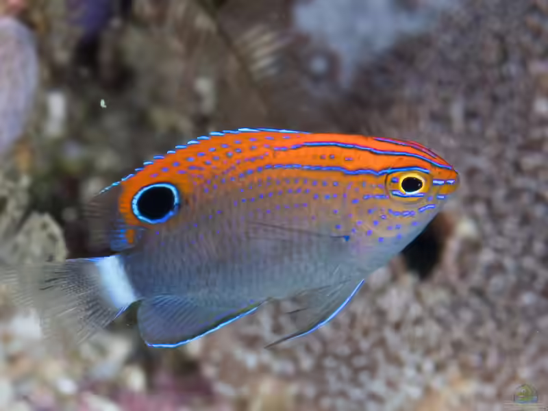 Pomacentrus bankanensis im Aquarium halten (Einrichtungsbeispiele mit Gefleckte Demoiselle)
