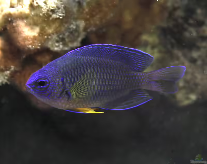 Pomacentrus caeruleopunctatus im Aquarium halten (Einrichtungsbeispiele mit Blaupunkt-Riffbarsch)