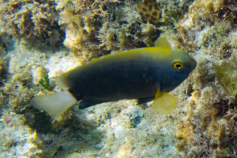 Pomacentrus chrysurus im Aquarium halten (Einrichtungsbeispiele mit Weißschwanz-Demoisselle)