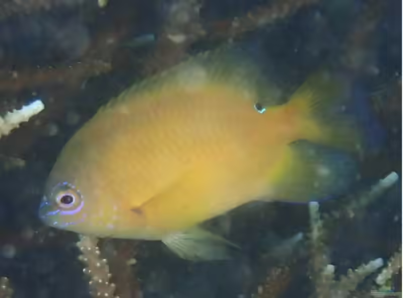 Pomacentrus geminospilus im Aquarium halten (Einrichtungsbeispiele mit Sabah-Riffbarsch)