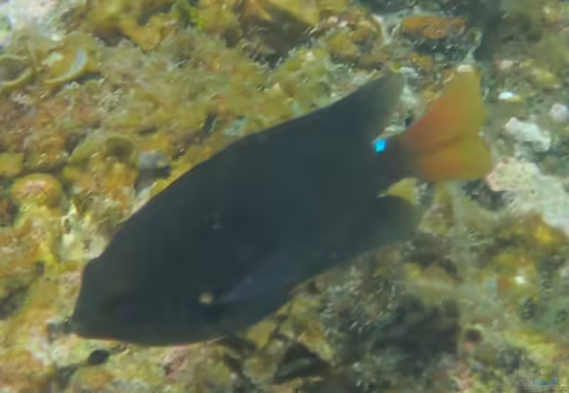 Pomacentrus grammorhynchus im Aquarium halten (Einrichtungsbeispiele mit Blaupunkt-Riffbarsch)