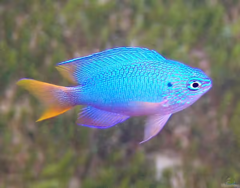 Pomacentrus pavo im Aquarium halten (Einrichtungsbeispiele mit Pfauen-Riffbarsch)