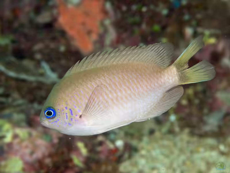 Pomacentrus reidi im Aquarium halten (Einrichtungsbeispiele mit Reids Riffbarsch)