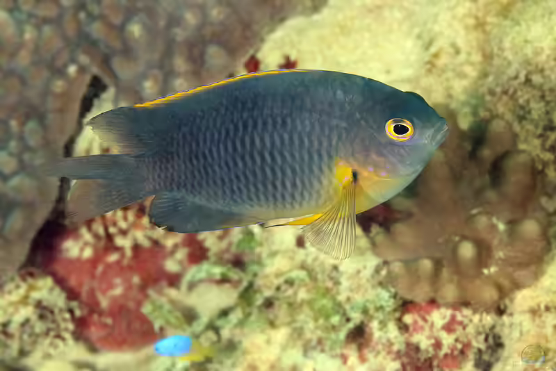 Pomacentrus rodriguesensis im Aquarium halten (Einrichtungsbeispiele mit Rodrigues Riffbarsch)