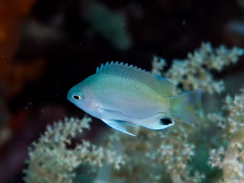 Pomacentrus stigma im Aquarium halten (Einrichtungsbeispiele mit Schwarzfleck-Riffbarsch)
