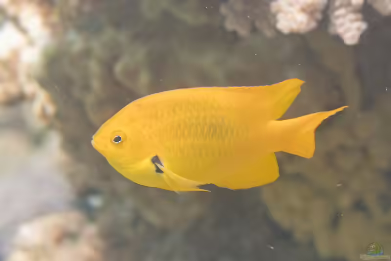 Pomacentrus sulfureus im Aquarium halten (Einrichtungsbeispiele mit Zitronengelbe Demoiselle)