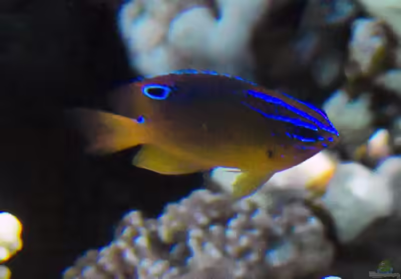 Pomacentrus trilineatus im Aquarium halten (Einrichtungsbeispiele mit Dreilinien-Demoiselle)