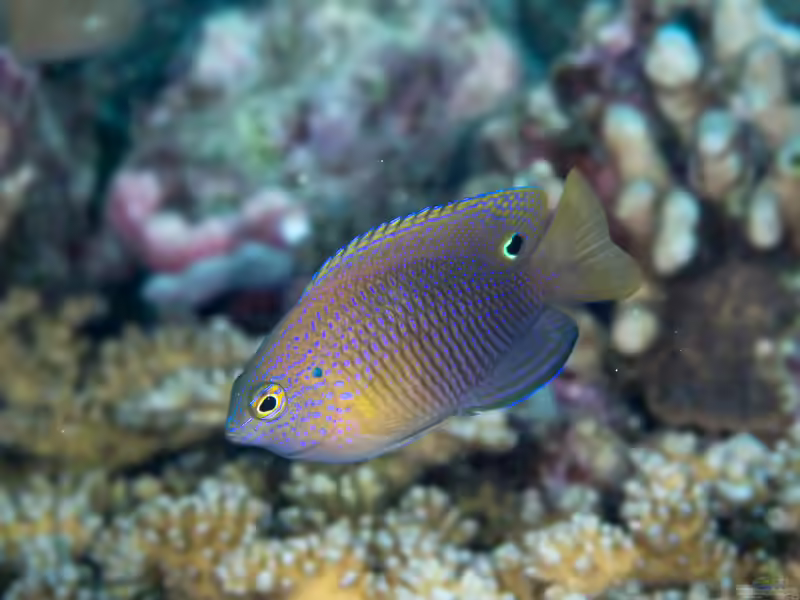 Pomacentrus vaiuli im Aquarium halten (Einrichtungsbeispiele mit Prinzen-Demoiselle)