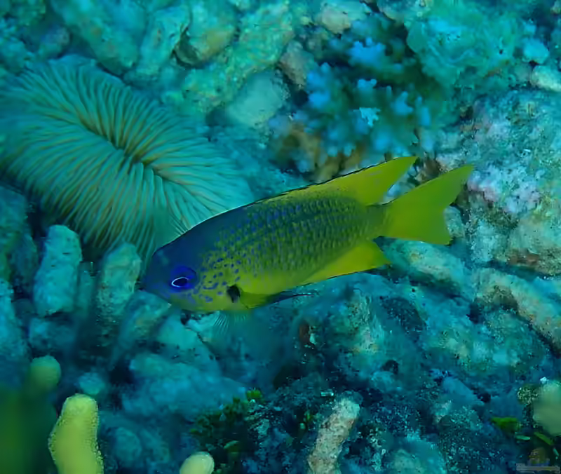 Pomacentrus yoshii im Aquarium halten (Einrichtungsbeispiele mit Goldener Riffbarsch)