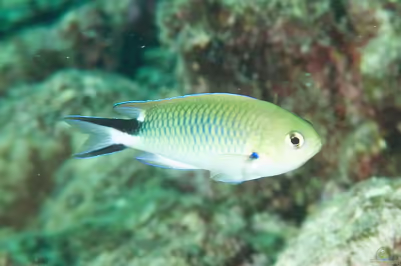 Pomachromis richardsoni im Aquarium halten (Einrichtungsbeispiele mit Richardsons Riffbarsch)
