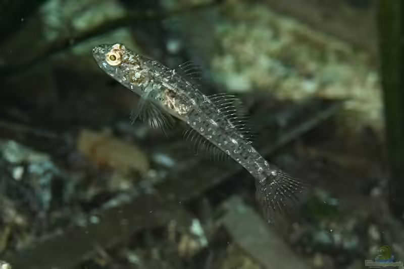 Pomatoschistus knerii im Aquarium halten (Einrichtungsbeispiele für Kners Sandgrundel)