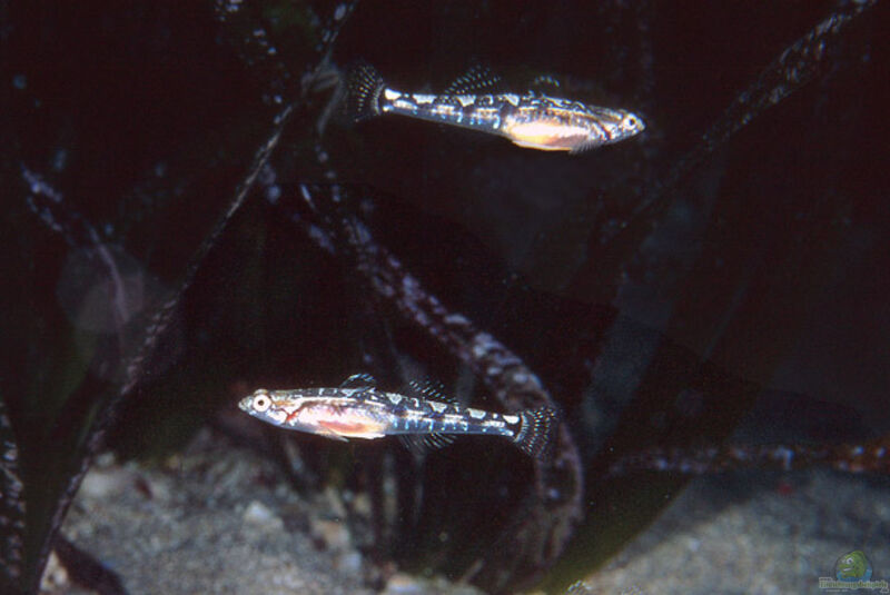 Pomatoschistus quagga im Aquarium halten (Einrichtungsbeispiele für Quagga-Grundel)