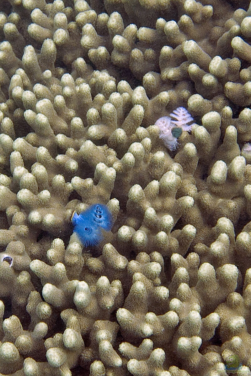 Porites attenuata im Aquarium halten (Einrichtungsbeispiele für kleinpolypige Steinkoralle)  - Porites-attenuataaquarium