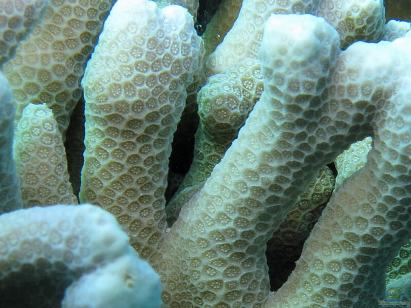 Porites cylindrica im Aquarium halten (Einrichtungsbeispiele für Kleinpolypige Steinkoralle)  - Porites-cylindricaaquarium