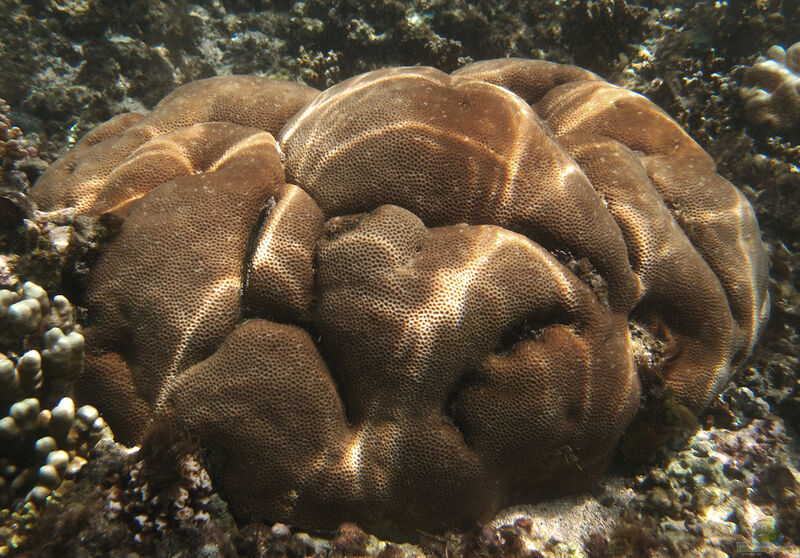Porites solida im Aquarium halten (Einrichtungsbeispiele für Kleinpolypige Steinkoralle)  - Porites-solida-slnkaquarium