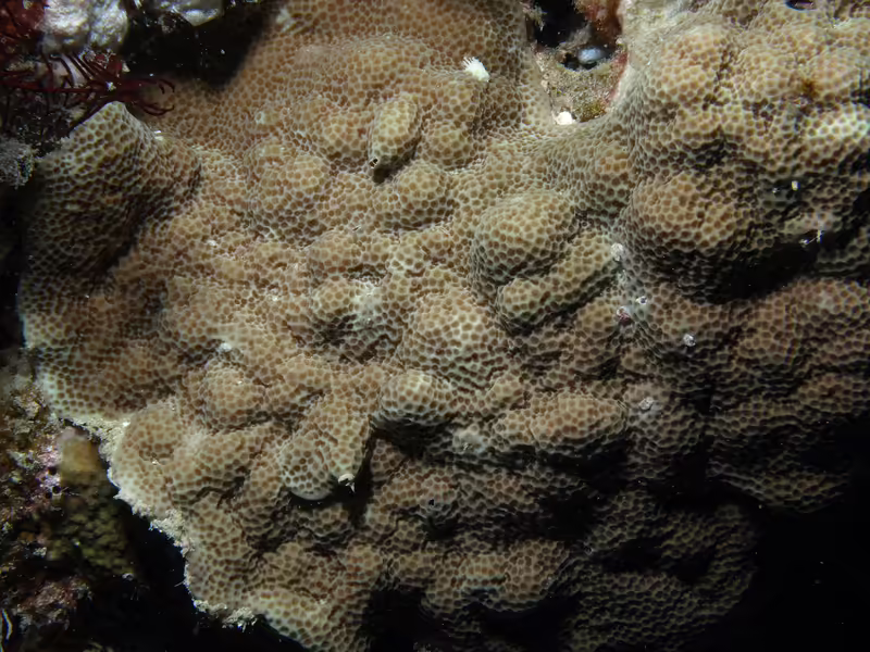 Porites vaughani im Aquarium halten (Einrichtungsbeispiele für Kleinpolypige Steinkoralle)