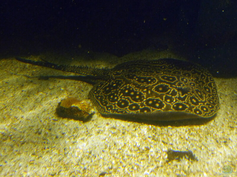 Potamotrygon jabuti im Aquarium halten (Einrichtungsbeispiele für Perlenrochen)  - Potamotrygon-jabutiaquarium