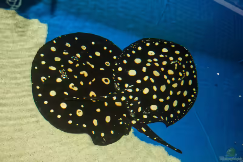 Aquarien mit Potamotrygon leopoldi (Schwarzer Teufelsrochen)