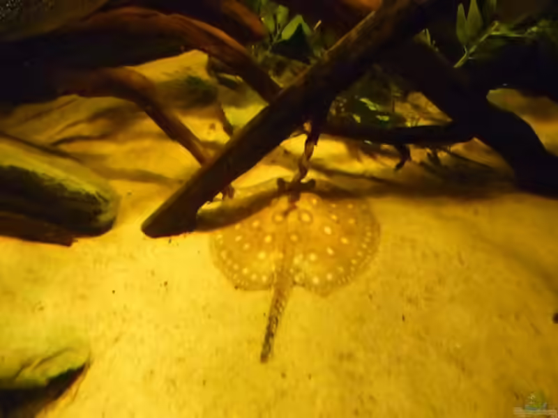 Potamotrygon: Süßwasserstechrochen im Aquarium (Einrichtungsbeispiele mit Potamotrygon-Arten)