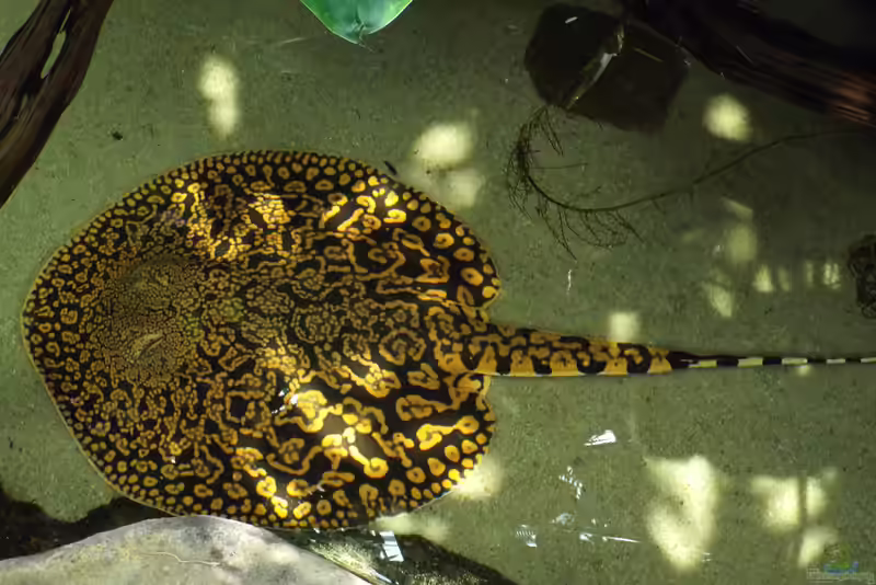 Potamotrygon tigrina im Aquarium halten (Einrichtungsbeispiele für Tiger-Stechrochen)