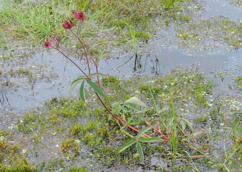 Potentilla palustris am Gartenteich (Einrichtungsbeispiele mit Sumpf-Fingerkraut)