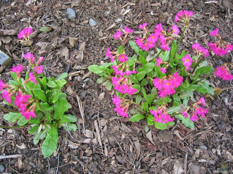 Primula rosea am Gartenteich (Einrichtungsbeispiele mit Rosafarbene Primel)