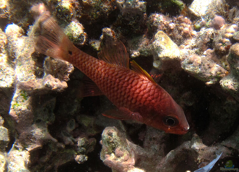 Pristiapogon kallopterus im Aquarium halten (Einrichtungsbeispiele für Spornbacken-Kardinalbarsch)
