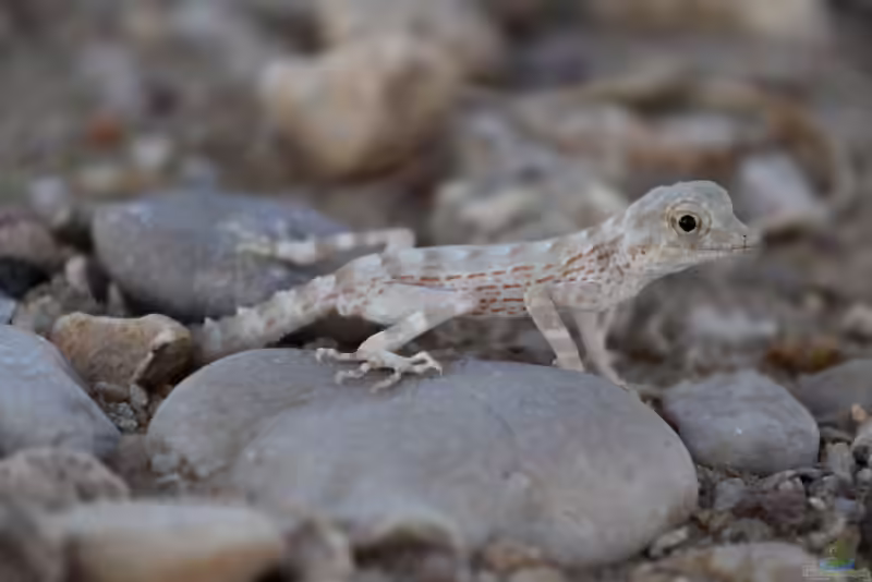 Pristurus carteri im Terrarium halten (Einrichtungsbeispiele mit Skorpionschwanzgecko)