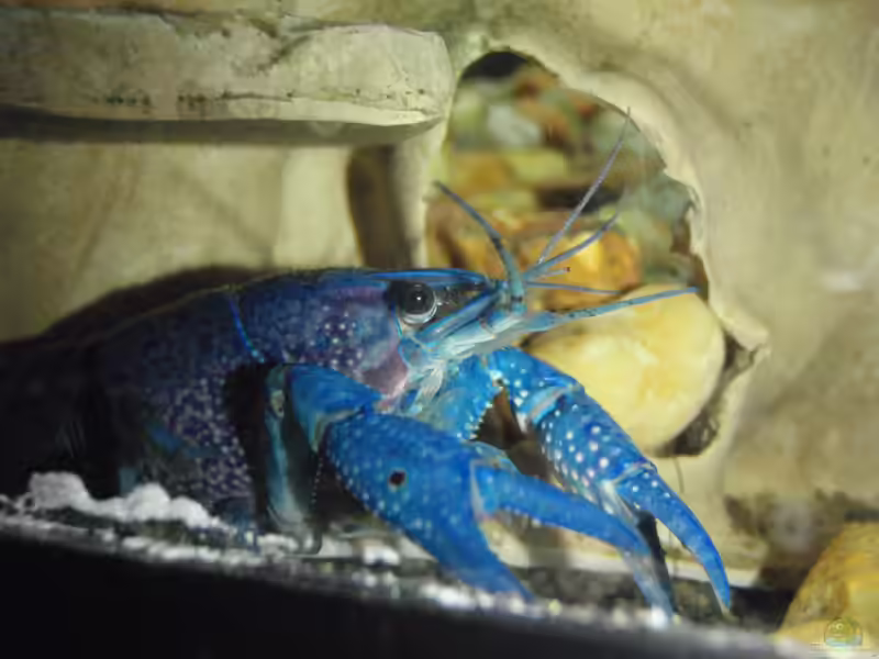 Procambarus alleni im Aquarium halten (Einrichtungsbeispiele mit Blauen Floridakrebsen)