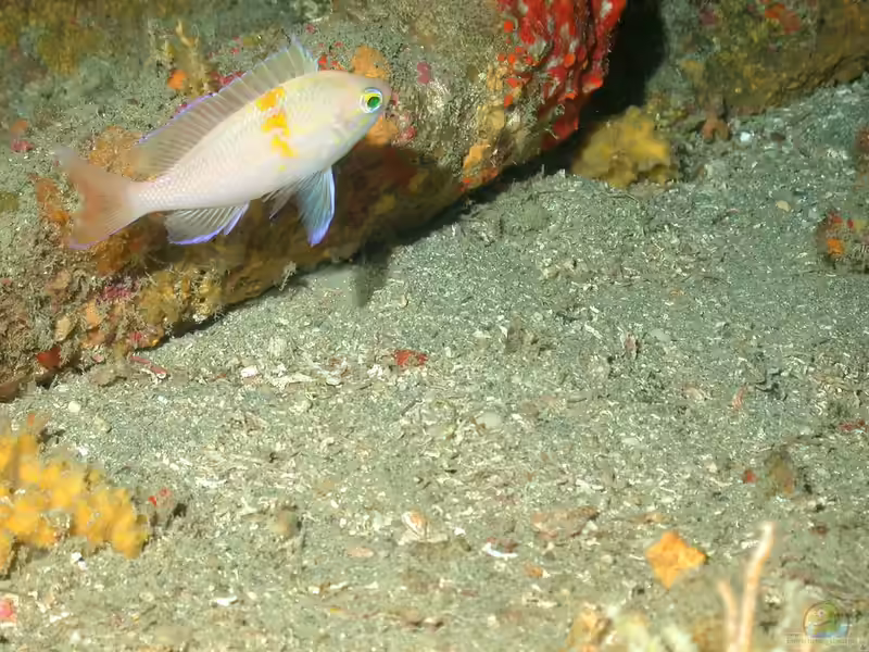 Pronotogrammus martinicensis im Aquarium halten (Einrichtungsbeispiele für Tiefsee-Fahnenbarsch)