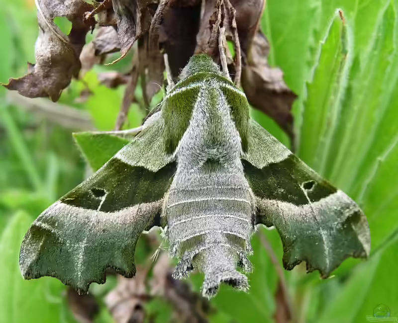 Proserpinus proserpinus im Garten (Einrichtungsbeispiele mit Nachtkerzenschwärmer)
