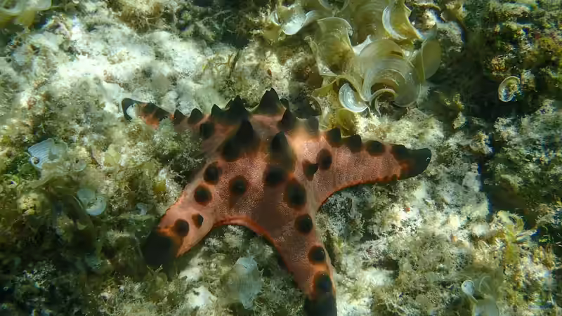 Protoreaster nodosus im Aquarium halten (Einrichtungsbeispiele mit Knotiger Walzenseestern)