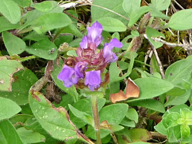 Prunella grandiflora im Garten pflanzen (Einrichtungsbeispiele mit Großblütige Braunelle)
