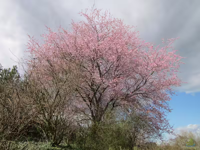 Prunus cerasifera im Garten pflanzen (Einrichtungsbeispiele mit Blutpflaume)