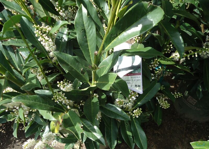 Prunus laurocerasus am Gartenteich (Einrichtungsbeispiele mit Kirschlorbeer)