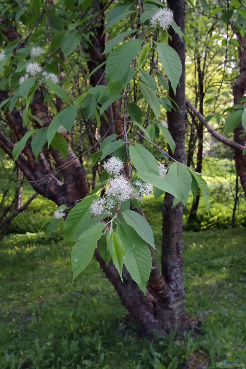 Prunus maackii im Garten pflanzen (Einrichtungsbeispiele mit Amur-Kirsche)