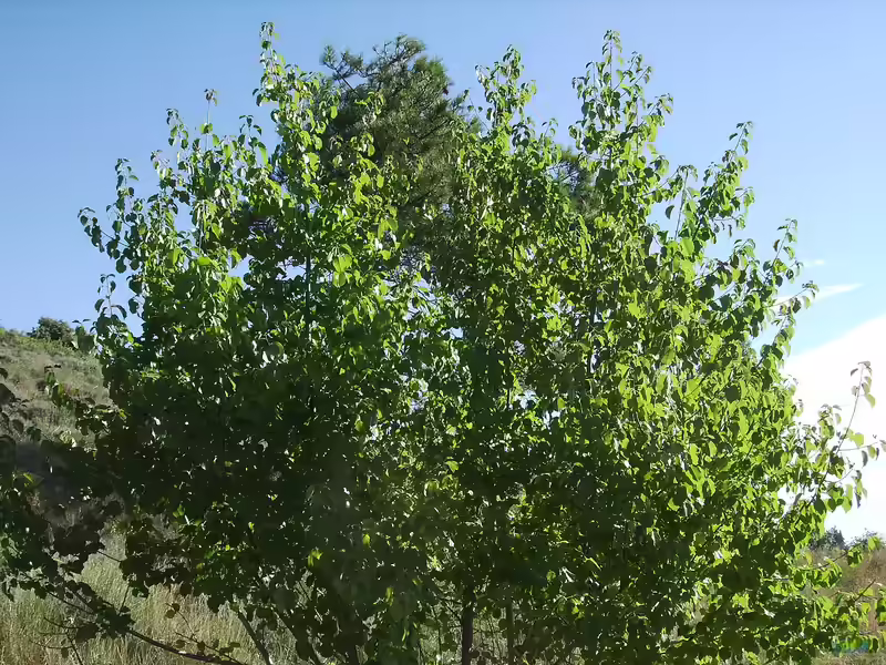 Prunus mahaleb im Garten pflanzen (Einrichtungsbeispiele mit Steinweichsel)