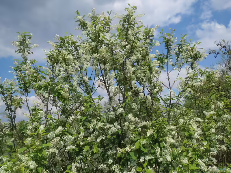 Prunus padus im Garten pflanzen (Einrichtungsbeispiele mit Gemeine Traubenkirsche)