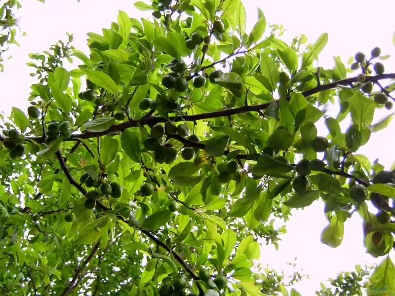 Prunus salicina im Garten pflanzen (Einrichtungsbeispiele mit Chinesische Pflaume)