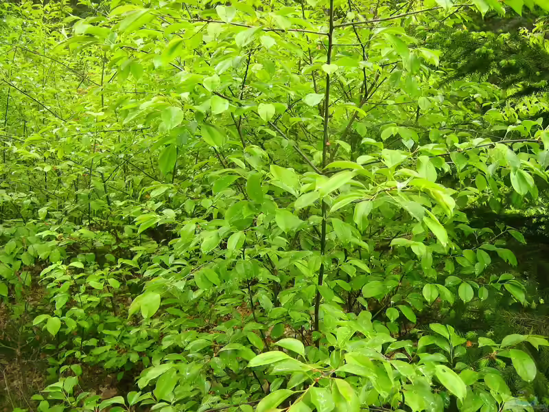 Prunus serotina im Garten pflanzen (Einrichtungsbeispiele mit Spätblühende Traubenkirsche)