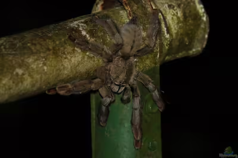 Psalmopoeus cambridgei im Terrarium halten (Einrichtungsbeispiele mit Grüne Trinidad-Vogelspinne)