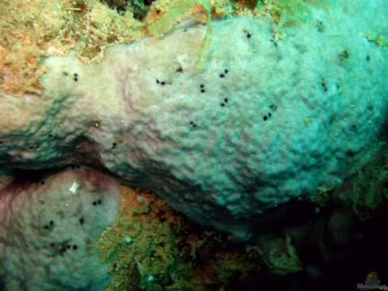 Psammocora nierstraszi im Aquarium halten (Einrichtungsbeispiele für Kleinpolypige Steinkoralle)