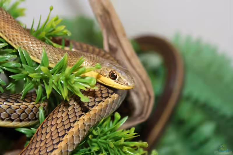 Psammophis sibilans im Terrarium halten (Einrichtungsbeispiele für Ägyptische Sandrennnattern)