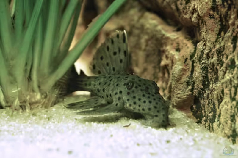 Pseudacanthicus spinosus im Aquarium halten (Einrichtungsbeispiele mit Punktierter Kaktuswels)