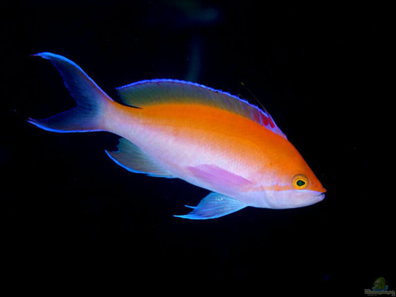 Pseudanthias bicolor im Aquarium halten (Einrichtungsbeispiele für Zweifarben Fahnenbarsch)