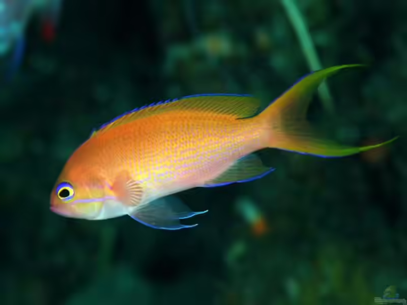 Pseudanthias elongatus im Aquarium halten (Einrichtungsbeispiele für Langflossen-Fahnenbarsch)