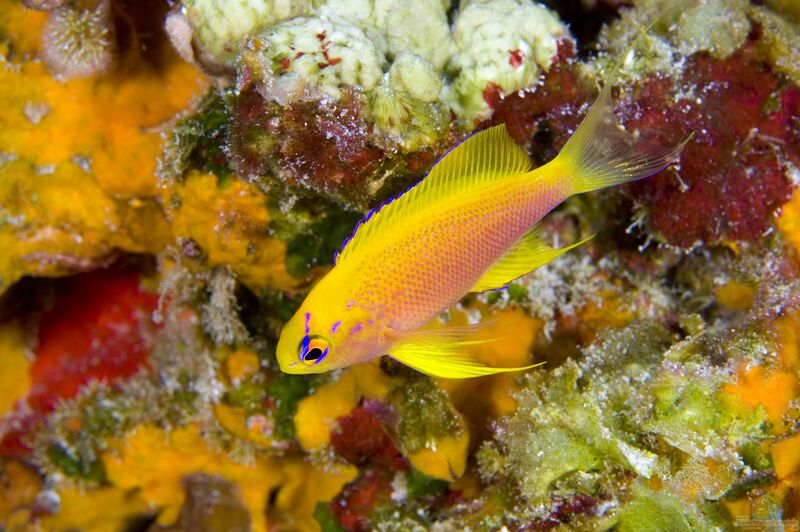 Pseudanthias hawaiiensis im Aquarium halten (Einrichtungsbeispiele für Hawaii-Fahnenbarsch)