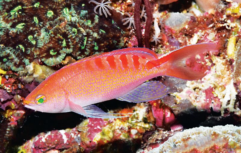 Pseudanthias lori im Aquarium halten (Einrichtungsbeispiele für Loris Fahnenbarsch)