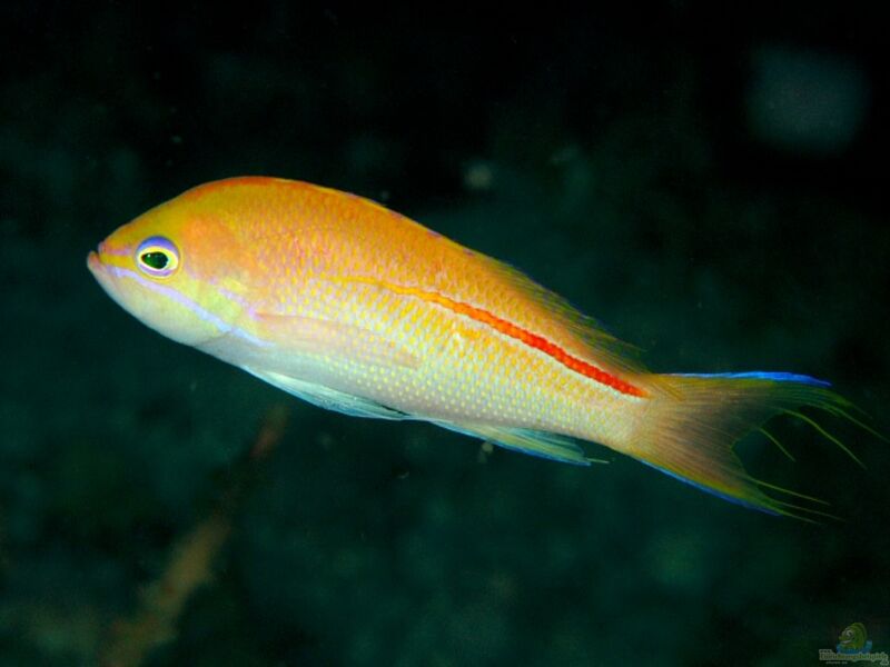 Pseudanthias rubrolineatus im Aquarium halten (Einrichtungsbeispiele für Fadenschwanz-Fahnenbarsch)